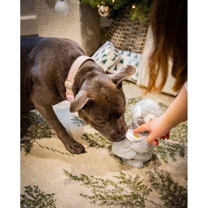 Grey dog sniffing the treat-hiding stocking on Rosewood Prancer Penguin interactive dog toy during Christmas playtime.