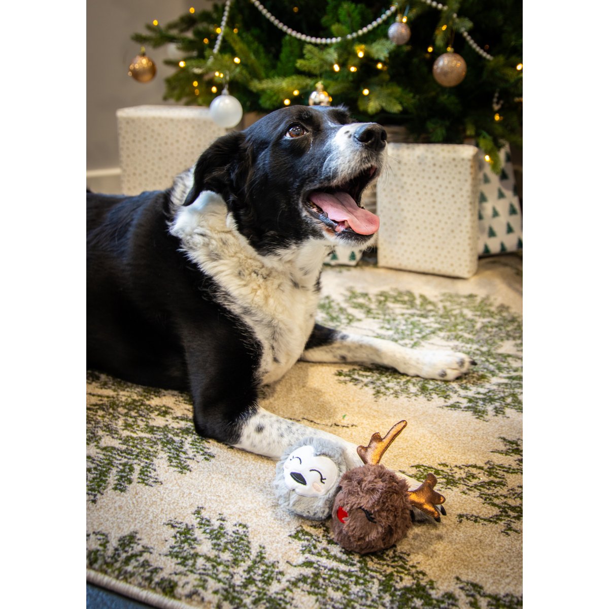 Black and white dog relaxing by a Christmas tree with Rosewood Ralphie Reindeer and Parker Penguin plush dog toys on the carpet.