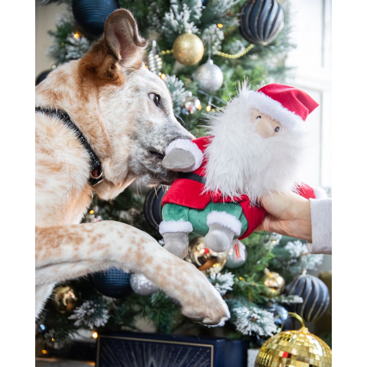 Cream and tan dog sniffing the Rosewood Sebastian Santa Christmas plush dog toy held by a person in front of a decorated Christmas tree with gold and blue baubles.