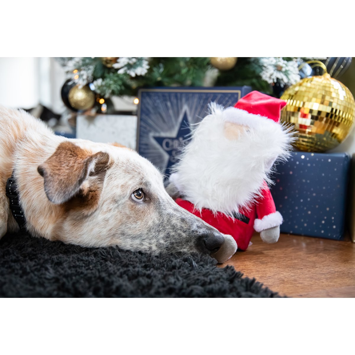 Cream and tan dog resting on a dark rug beside the Rosewood Sebastian Santa plush Christmas dog toy, with festive decorations and gold baubles in the background.