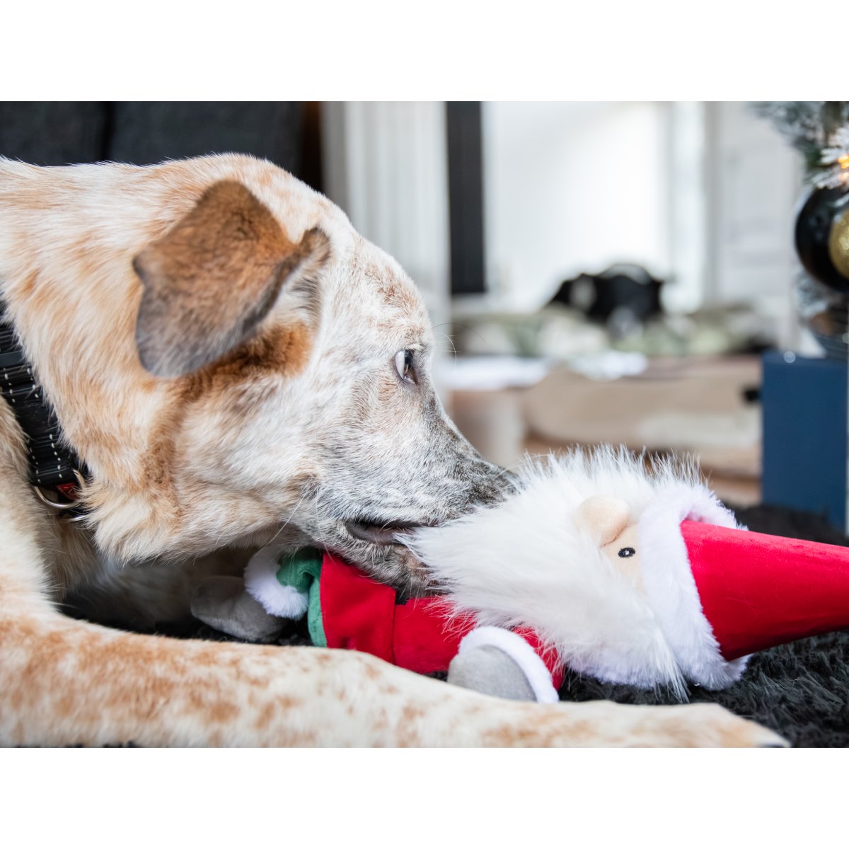 Close-up of a cream and tan dog gently holding the fluffy white beard of a Rosewood Sebastian Santa Christmas plush dog toy while lying on a dark rug.