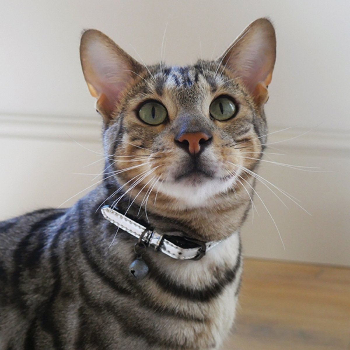 Cat wearing the Rosewood Designer Silver Cat Collar with removable bell indoors