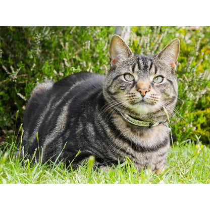 Cat outdoors wearing the Rosewood Designer Silver Cat Collar with shiny silver print