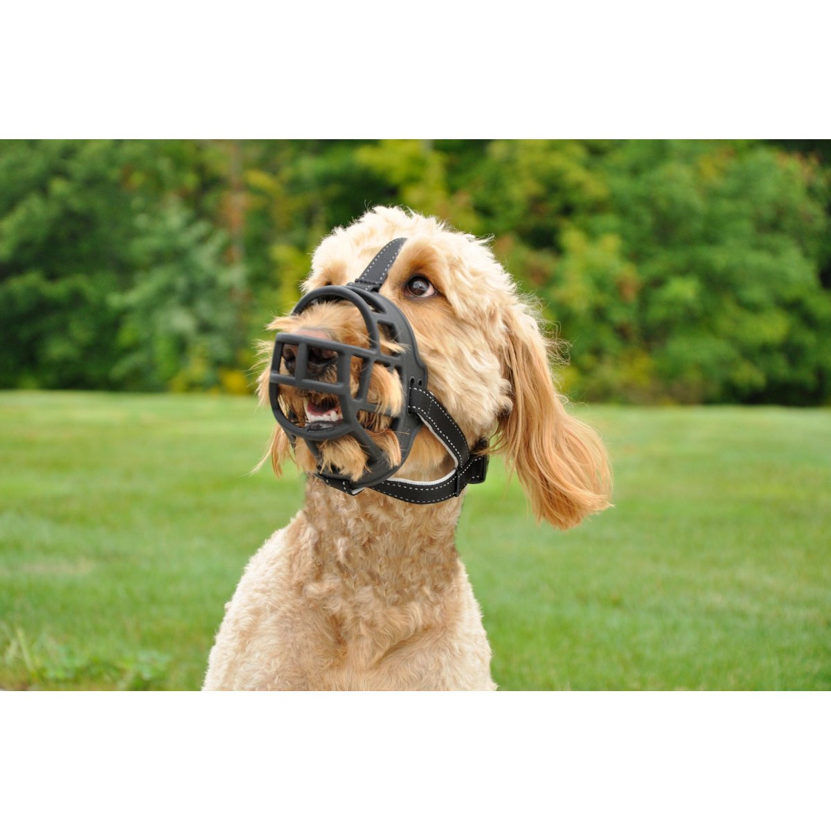 Dog wearing Rosewood Soft Basket Dog Muzzle outdoors