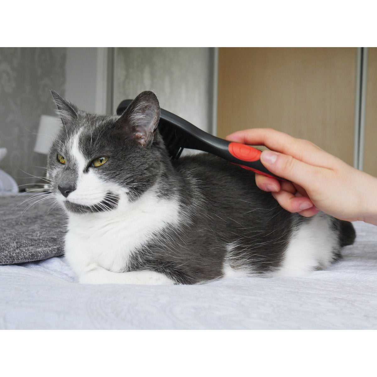 Cat being groomed with the Rosewood Soft Protection Cat Brush to help remove tangles and debris