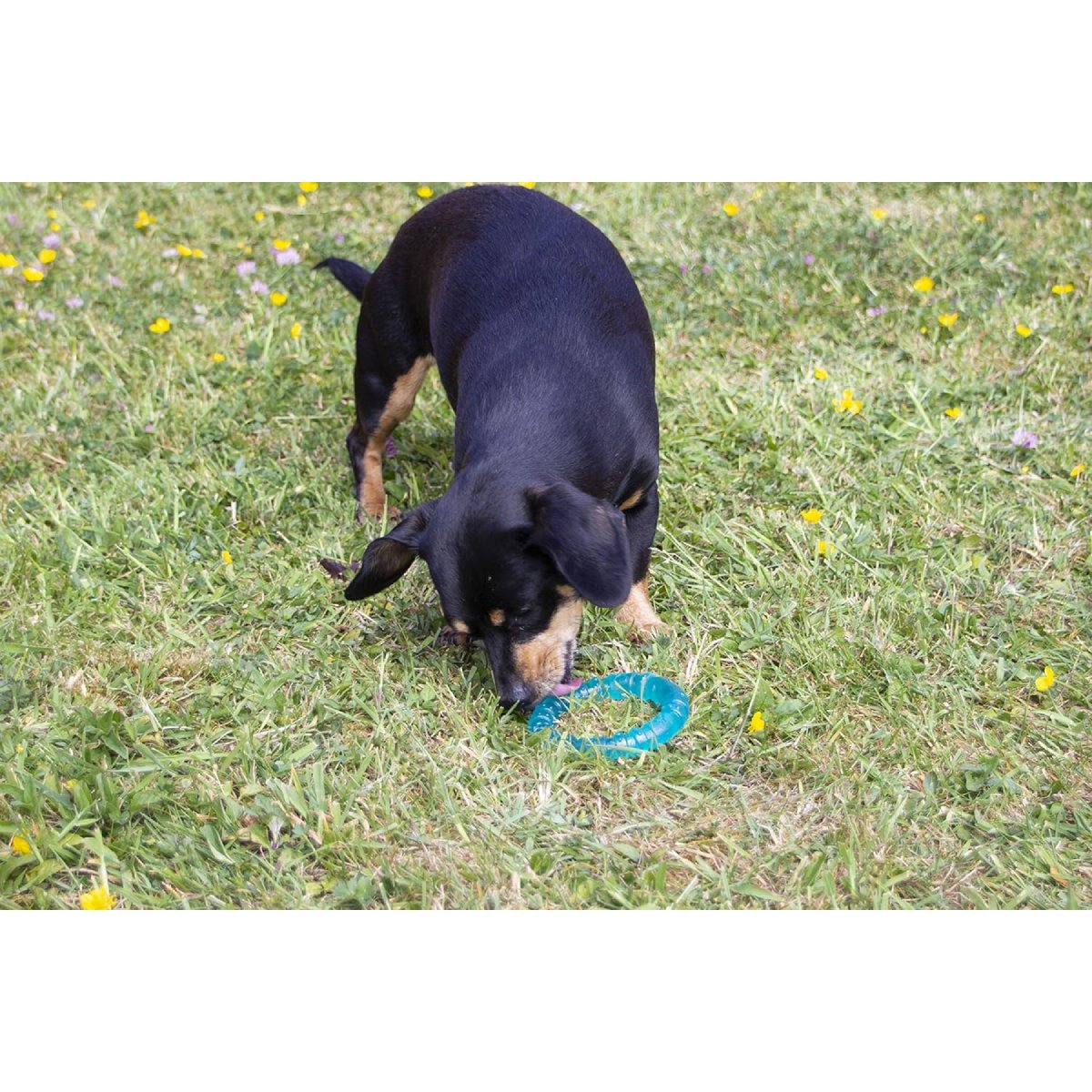 Small dog playing with Rosewood BioSafe Puppy Ring on grass for supervised puppy chew and dental play