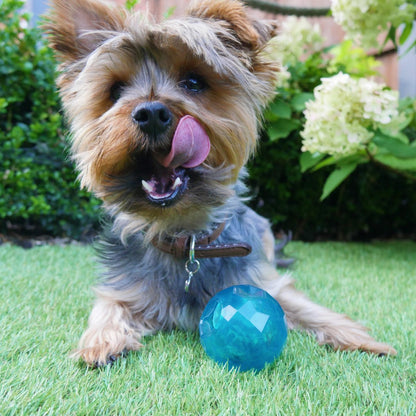 Puppy playing with Rosewood BioSafe Puppy Treat Ball on grass for supervised outdoor enrichment play