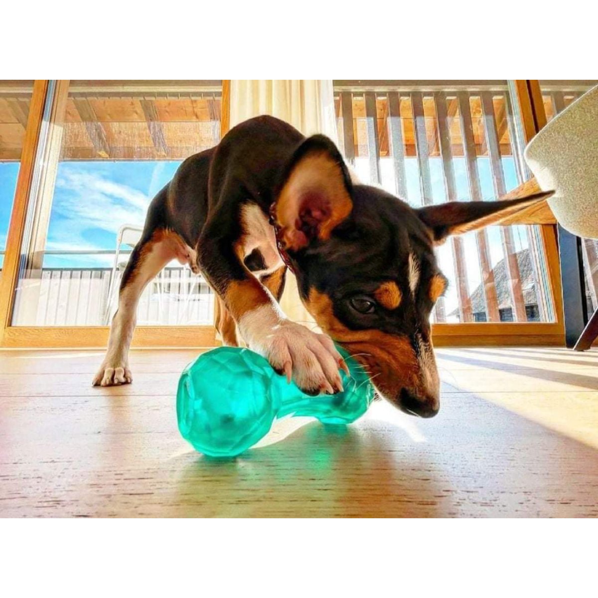 Puppy playing with blue Rosewood BioSafe Puppy Treat Dumbbell for supervised treat dispensing play