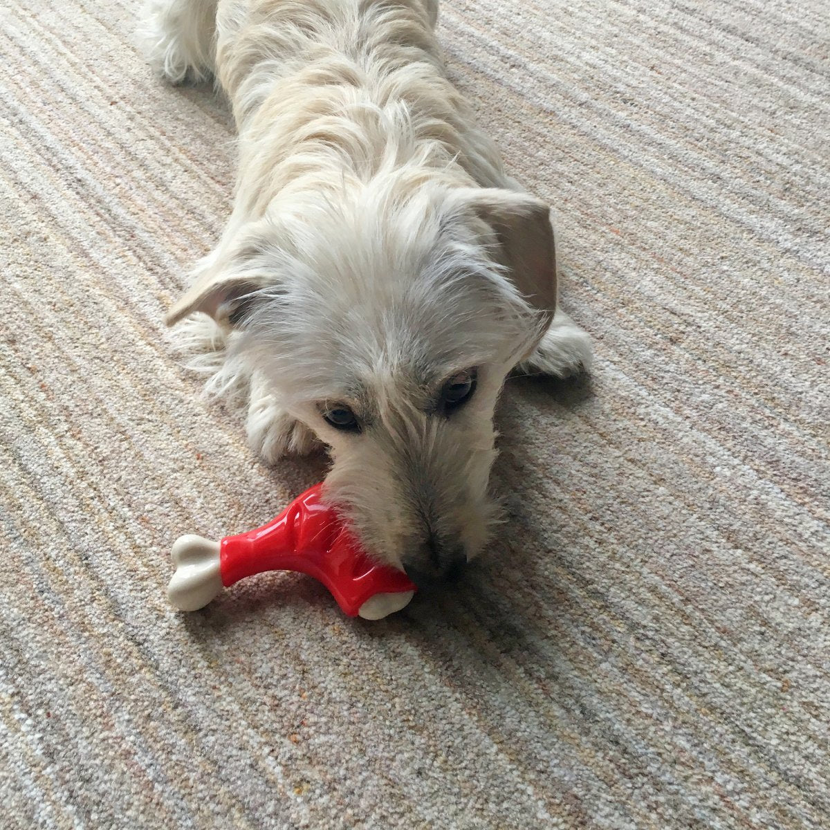 Dog chewing Rosewood Tough Toys Chicken Leg flavoured chew toy indoors
