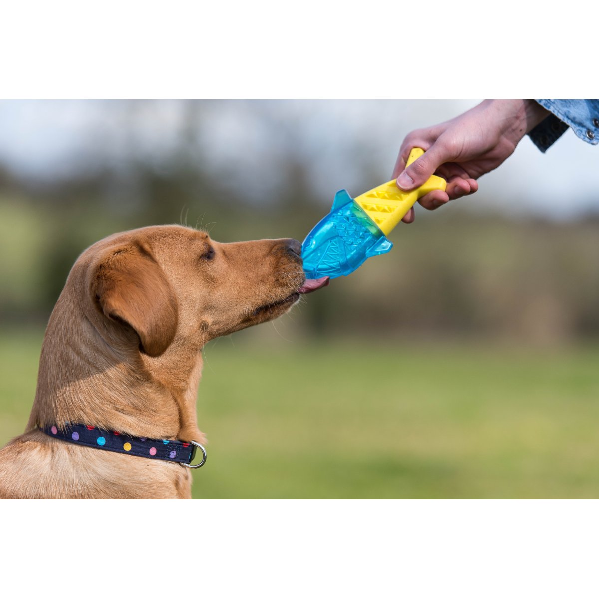 Dog licking Rosewood Chillax Cool Soak Shark freezable cooling chew toy outdoors