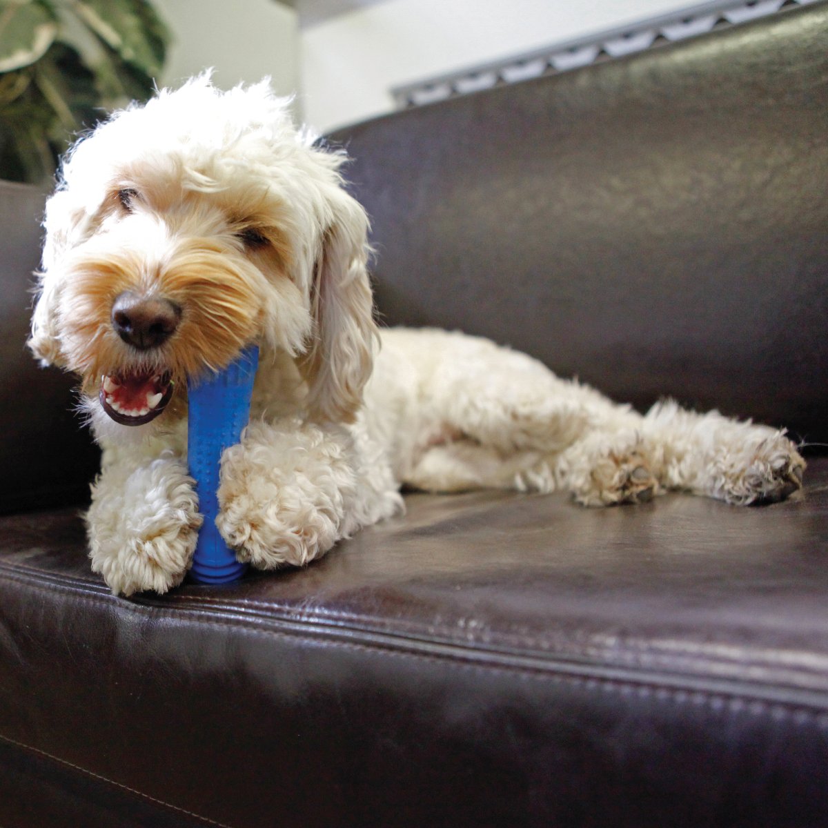 Dog chewing Rosewood Chillax Cool Bone Large cooling chew toy for summer play and gum relief