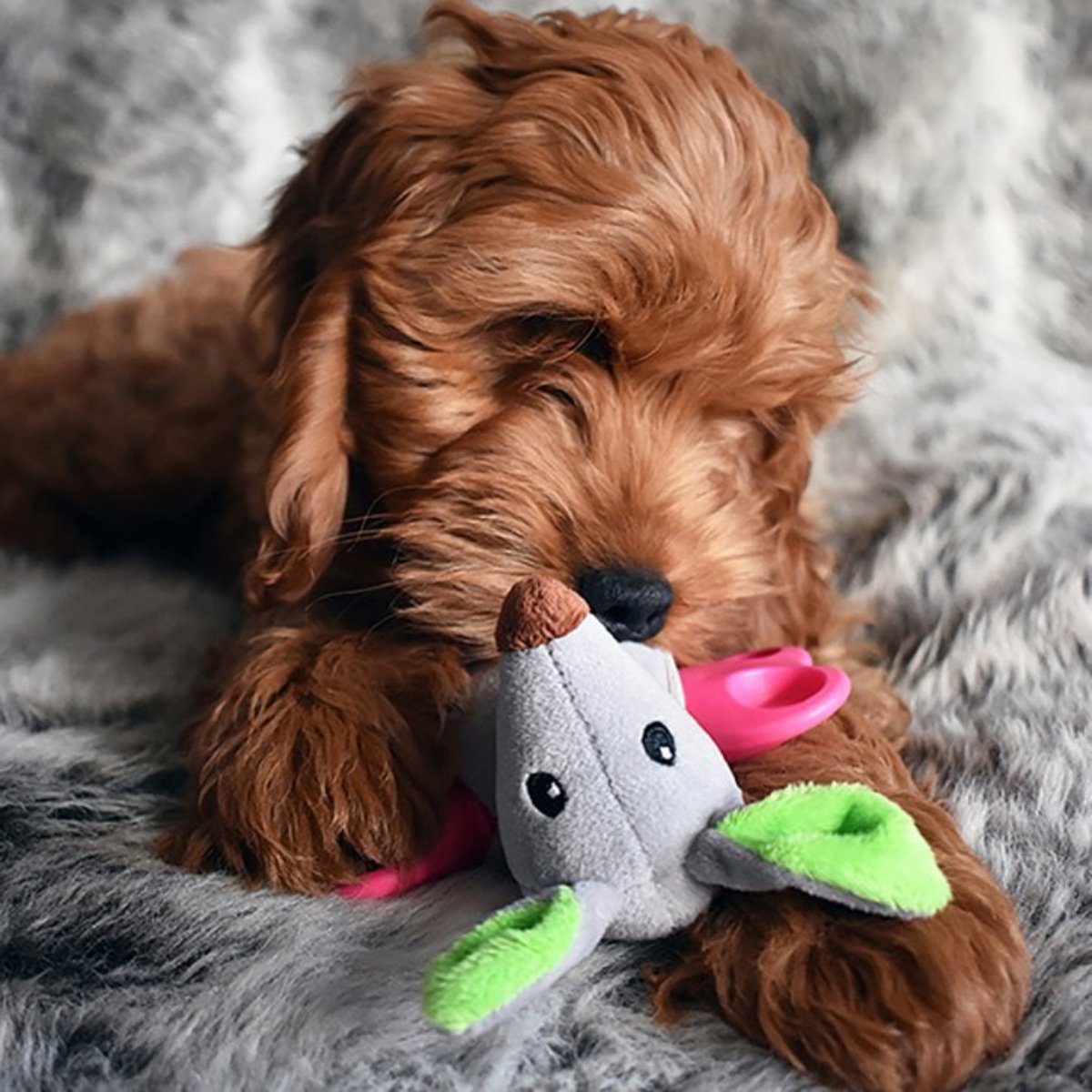 Puppy playing with Rosewood Little Nippers Rascal Roo soft plush toy with rubber teething centre and hidden squeaker