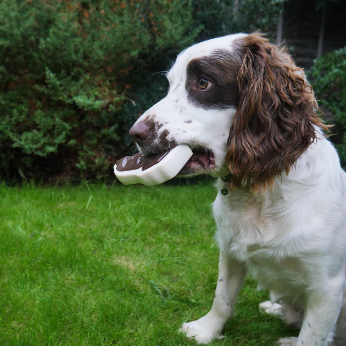 Dog carrying Rosewood Tough Toys Meaty Steak Takeaway beef flavoured chew toy outdoors