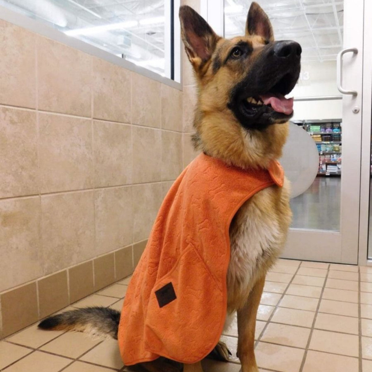 Small dog wearing Rosewood Tall Tails Cape Pocket Towel after bathing or wet walk