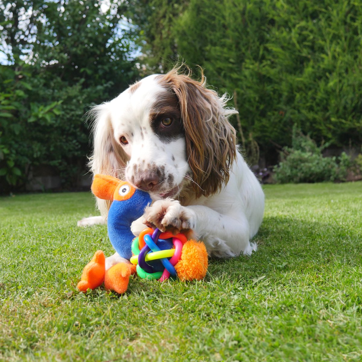 Dog playing outdoors with Rosewood Tough Multi-Texture Flamingo chew and tug toy