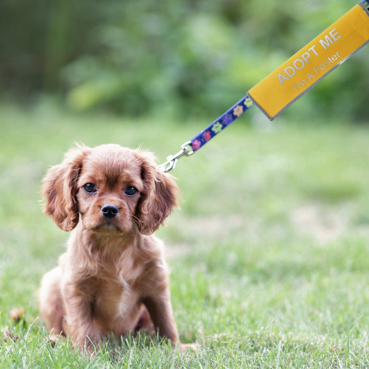 Adopt Me dog alert sleeve attached to a leash during a walk to help foster dogs get noticed