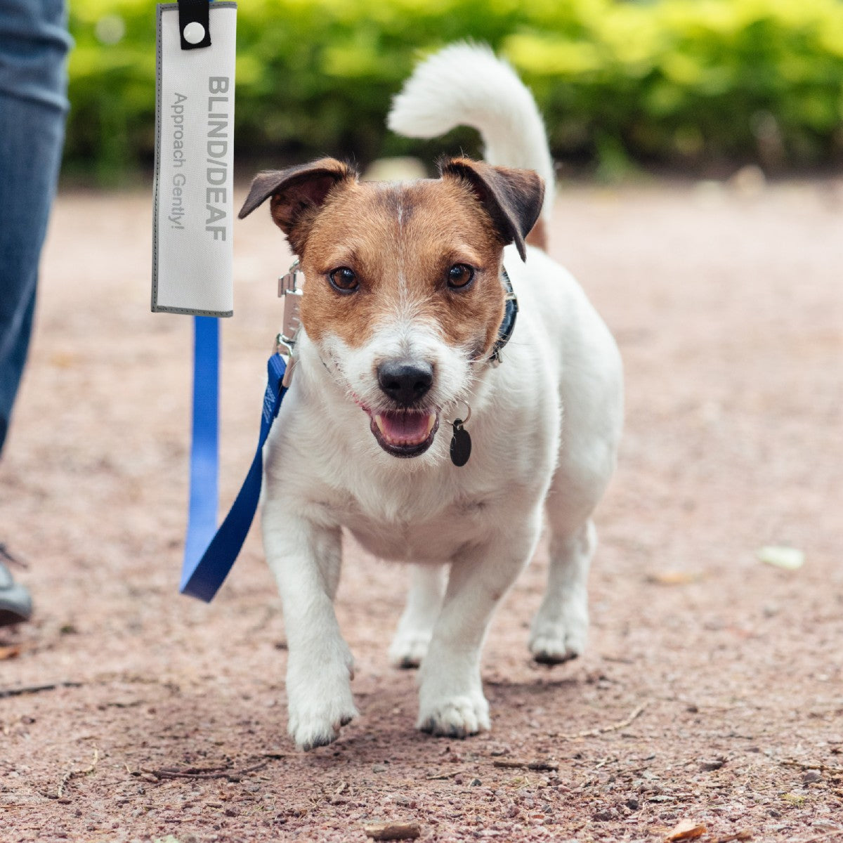 Blind Deaf dog alert sleeve attached to a leash during a walk to encourage a gentler approach