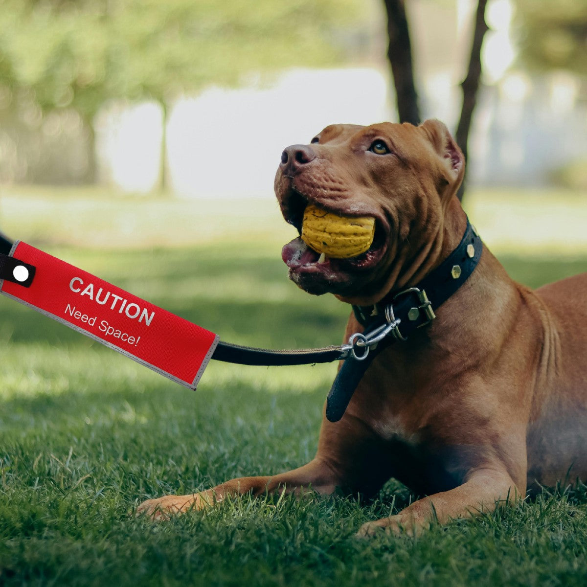 Red caution need space alert sleeve on a dog leash to help others give more distance on walks
