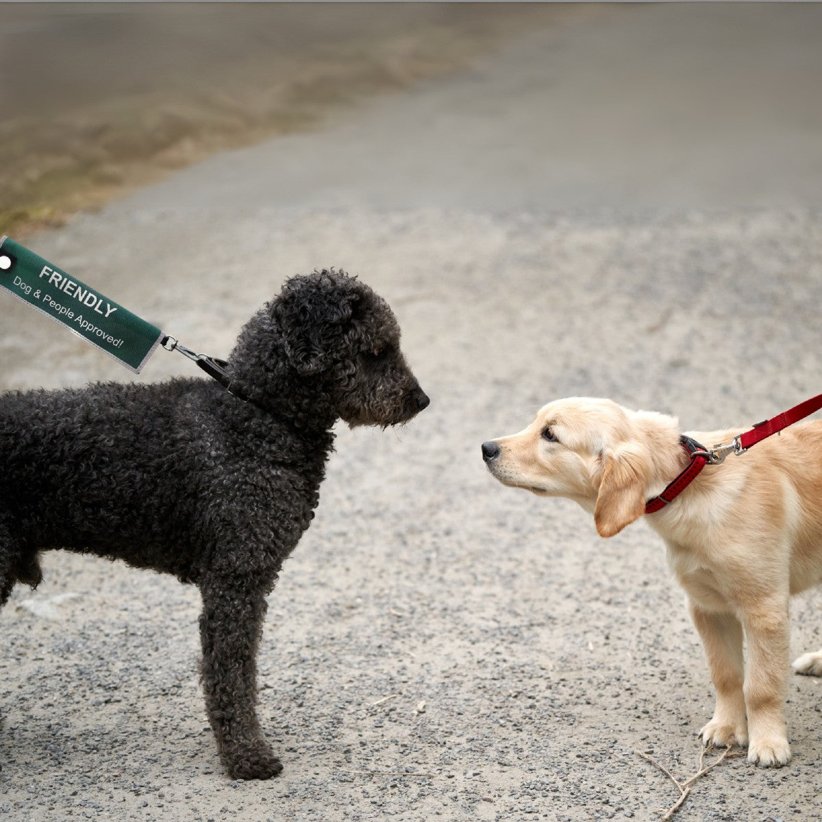 Friendly dog alert sleeve attached to a leash during a calm greeting between two dogs