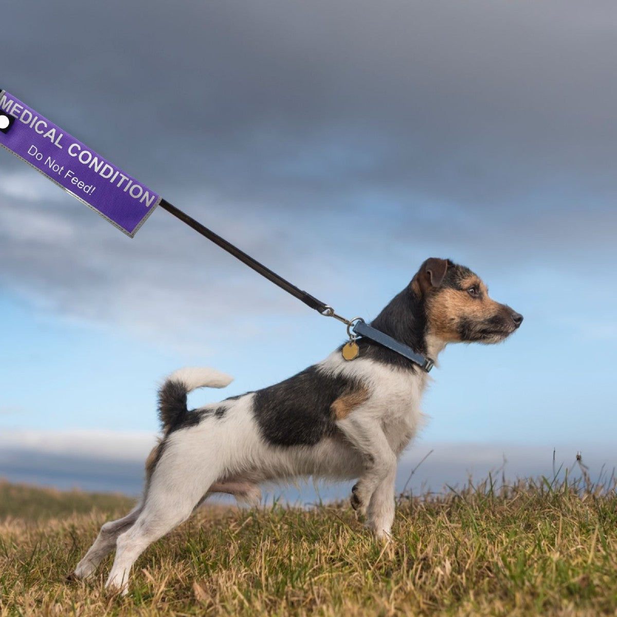 Medical Condition dog alert sleeve attached to a leash during a walk to help communicate special care needs