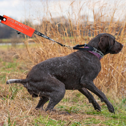 Reactive dog orange alert sleeve attached to a leash during an outdoor walk for safer public awareness