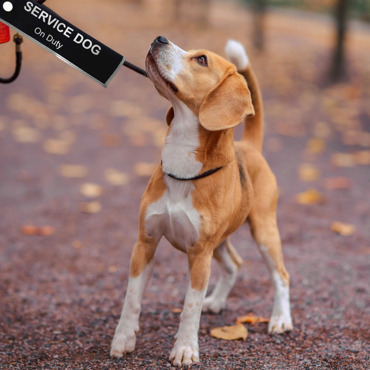 Service dog black alert sleeve attached to a leash during a walk to support public awareness and respect