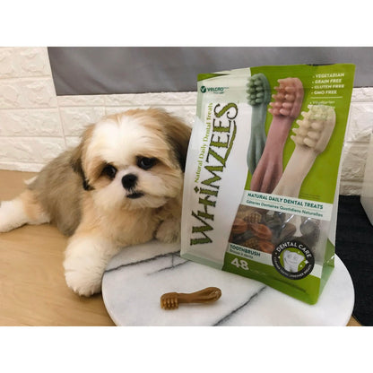 Small dog with Whimzees toothbrush dental chews for everyday dental care