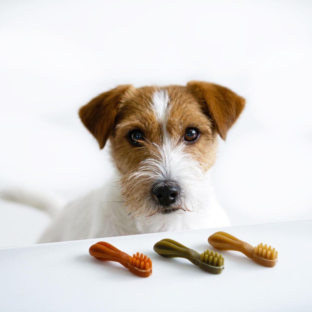 Small dog looking at Whimzees toothbrush dental chews on a white table