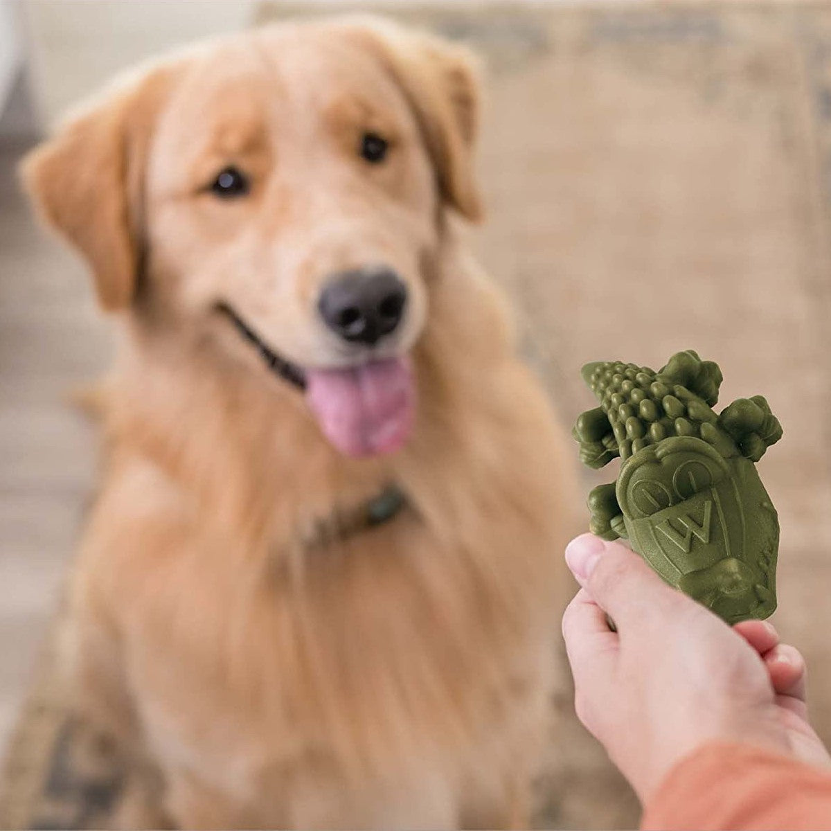 Dog waiting for a Whimzees alligator dental chew during daily oral care routine