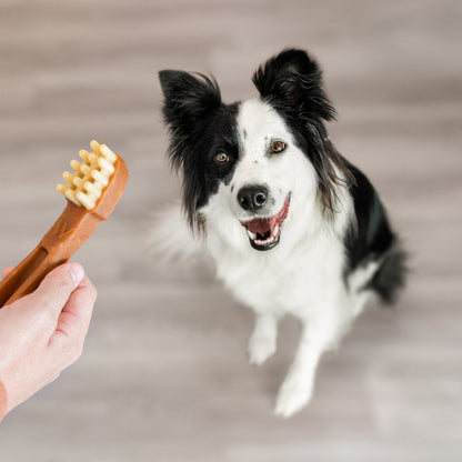 Dog looking at Whimzees toothbrush dental chew for daily oral care and fresher breath support