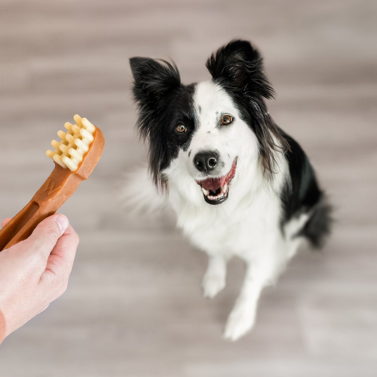 Large dog looking at Whimzees toothbrush dental chew before treat time