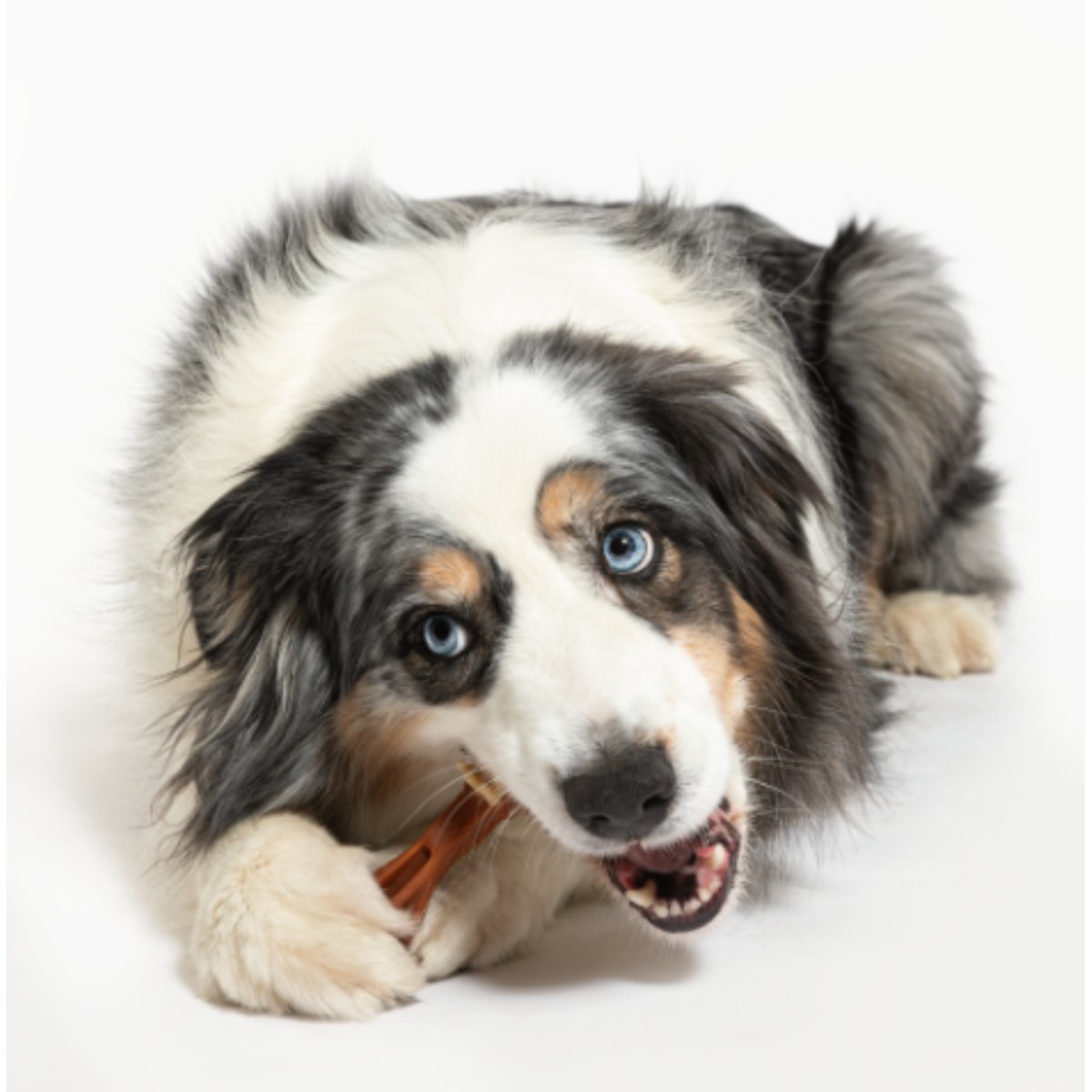 Large dog chewing a Whimzees toothbrush dental treat for oral care