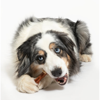 Large dog chewing a Whimzees toothbrush dental treat for oral care