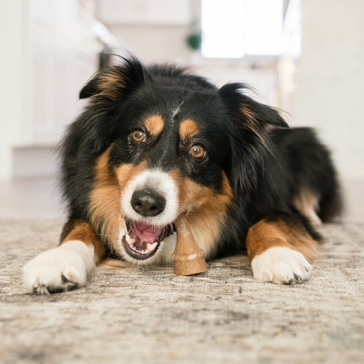 Dog enjoying a small Whimzees antler dental chew during daily oral care routine