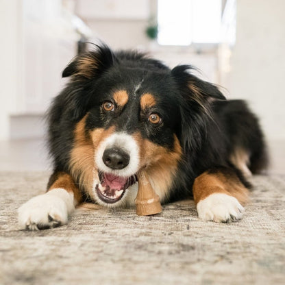 Dog enjoying a small Whimzees antler dental chew during daily oral care routine
