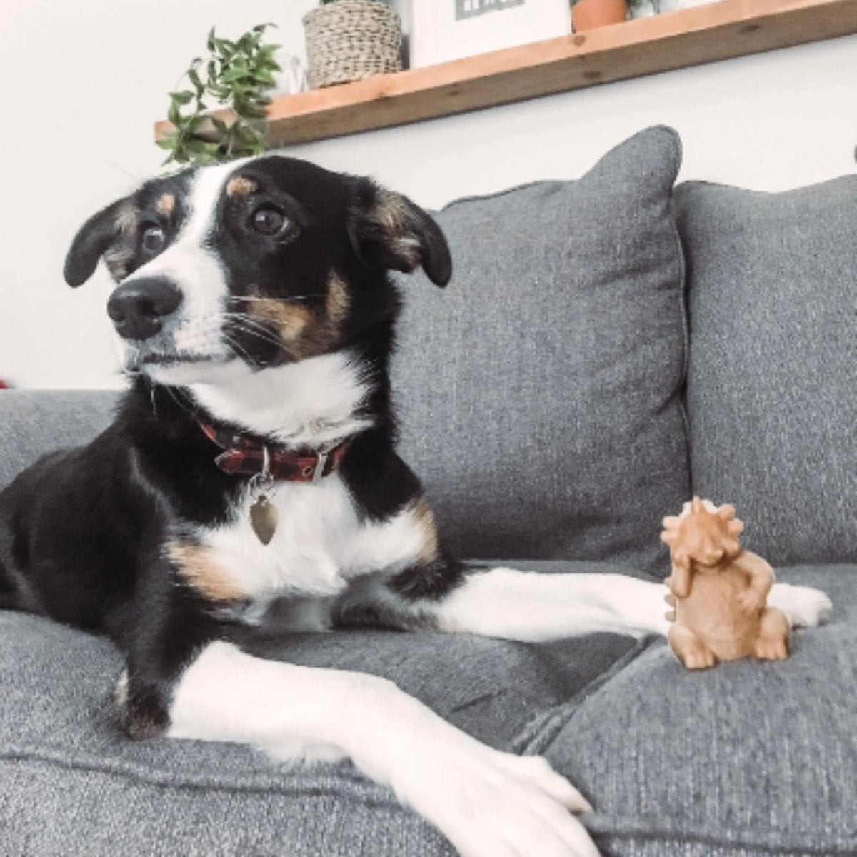 Large dog relaxing on a sofa beside Whimzees Hedgehog dental chew for dogs large 6pc