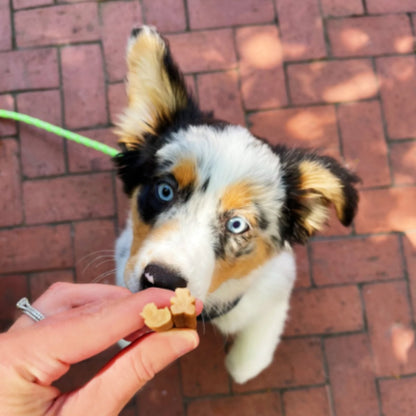 Puppy reaching for Whimzees Puppy dental treats during daily reward time