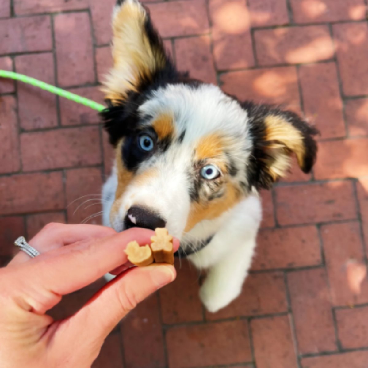 Puppy reaching for Whimzees Puppy dental treats during daily reward time