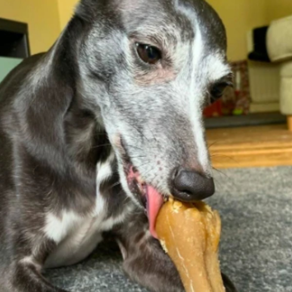 Medium to large dog chewing Whimzees Rice Bone dental treat from 9pc pack