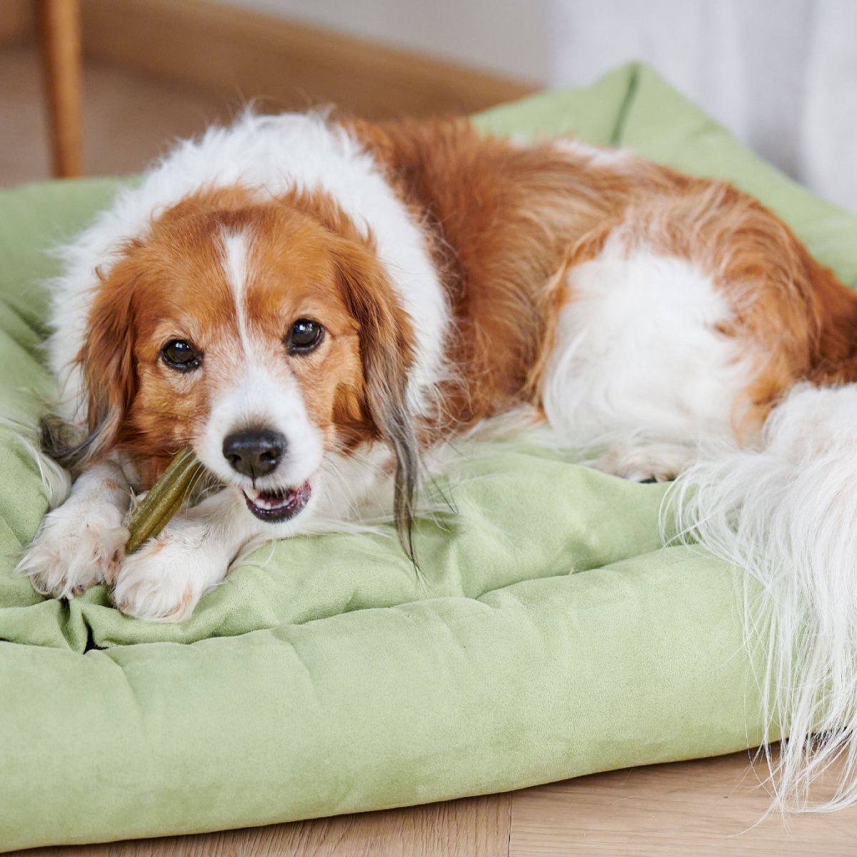 Dog enjoying a Whimzees Soft dental treat during a daily oral care routine