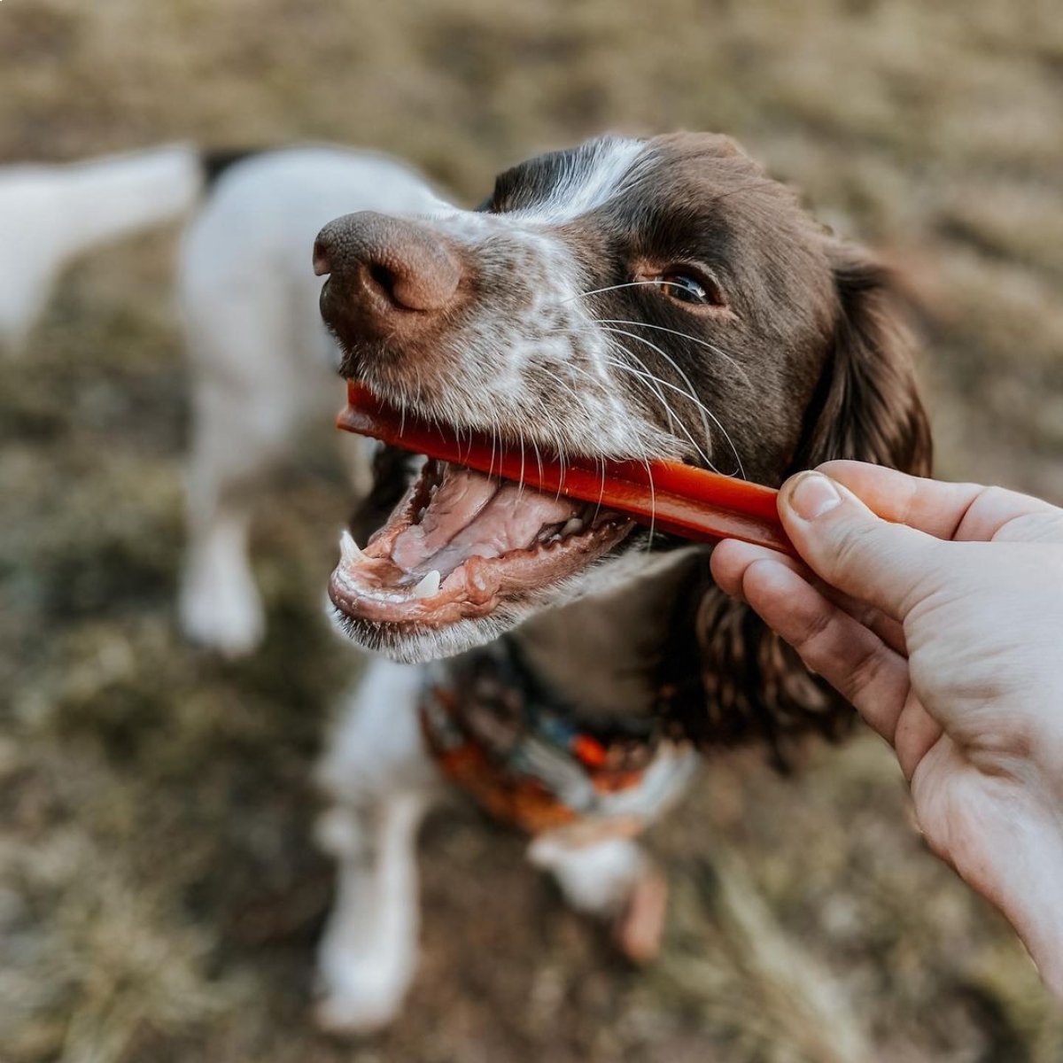 Dog enjoying a Large Whimzees Stix dental chew from the 50 pack during daily oral care