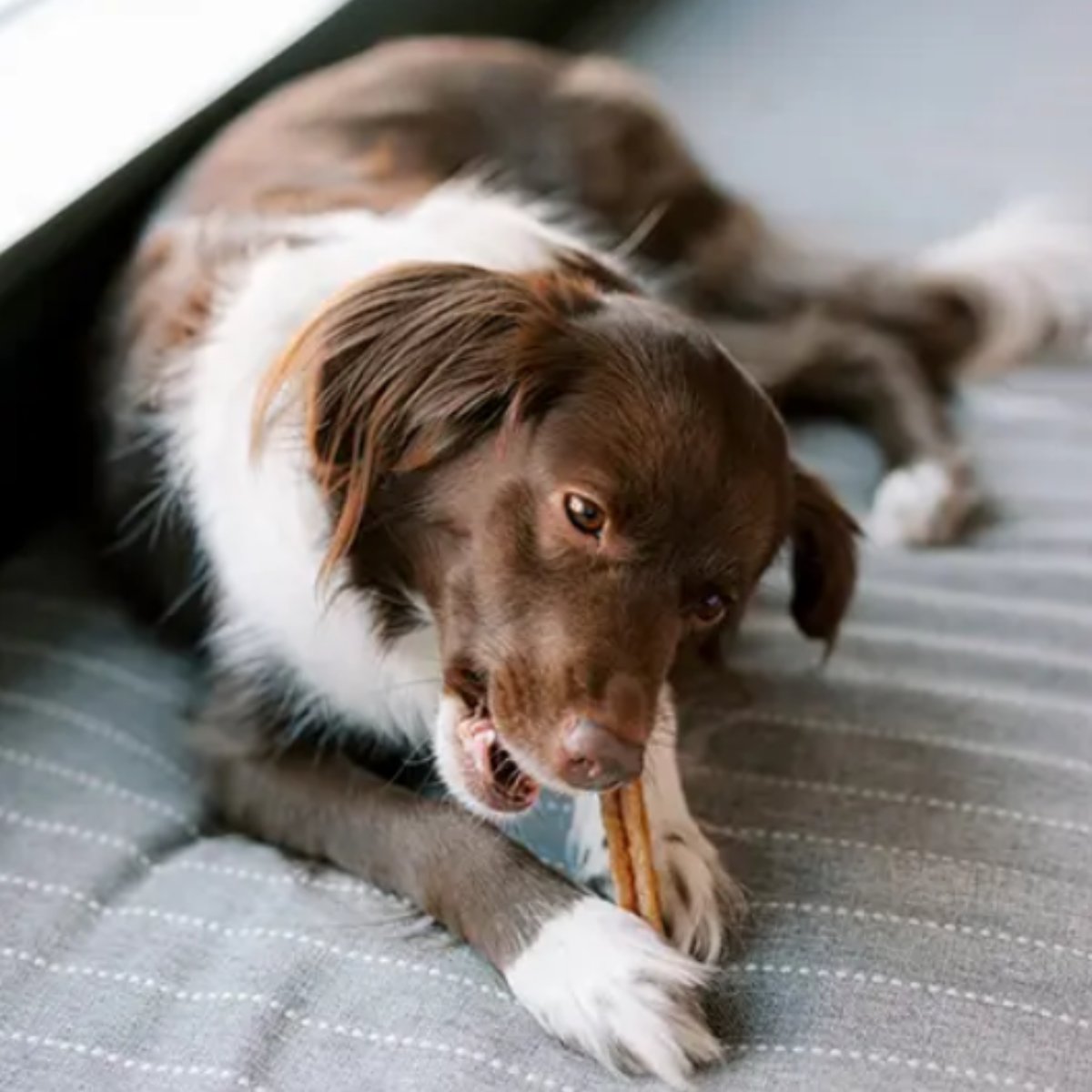 Medium dog enjoying a Whimzees Stix dental chew from the 100 pack value box during daily oral care