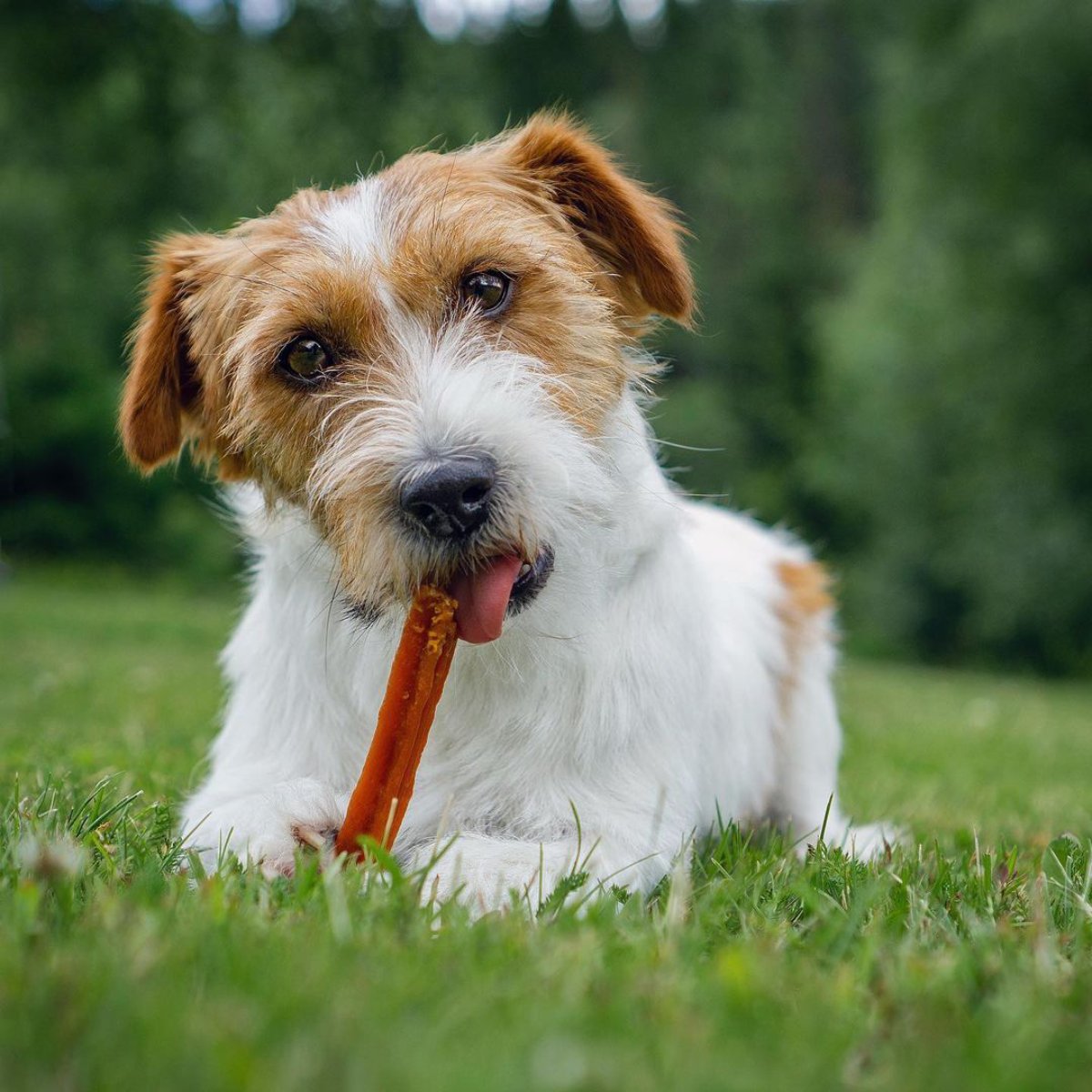 Small dog enjoying a Whimzees Stix dental chew during daily oral care routine