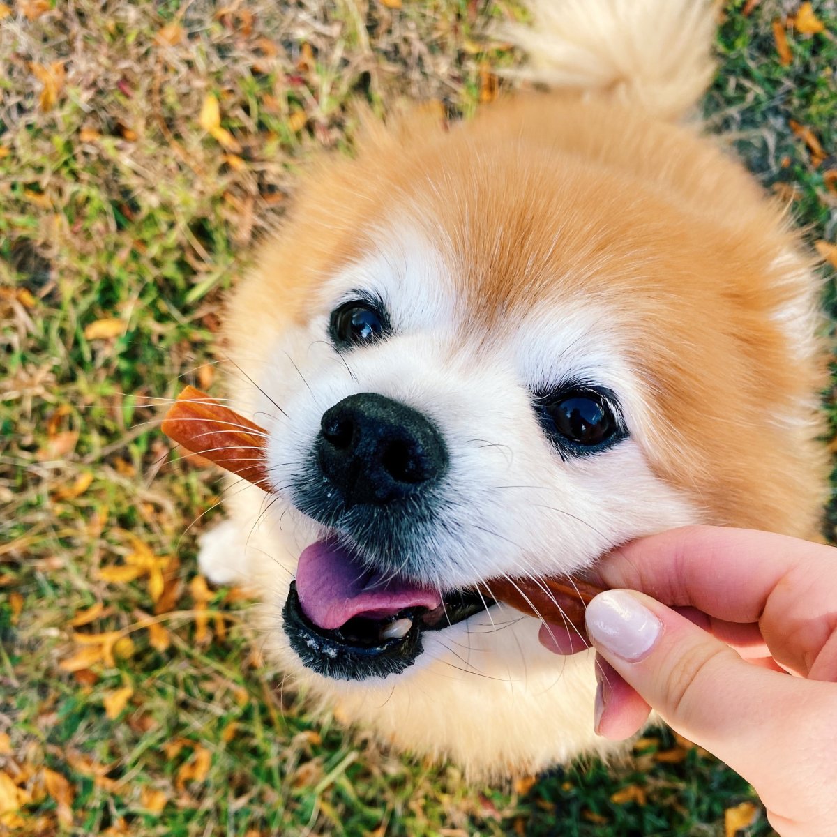 Small dog enjoying a Whimzees Stix dental chew during daily oral care routine