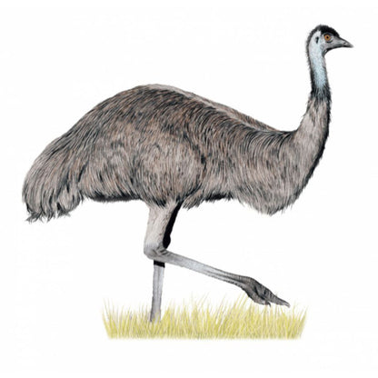 Wingspan Oceania Expansion emu bird artwork showing Australian bird illustration from the expansion